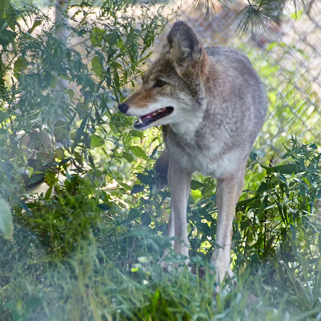 Un coyote