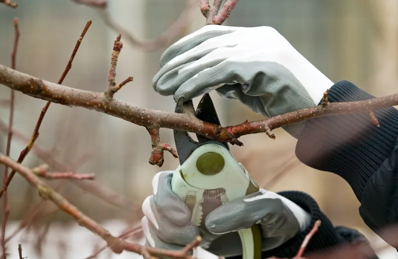 Quelqu'un coupe une branche d'arbre en hiver
