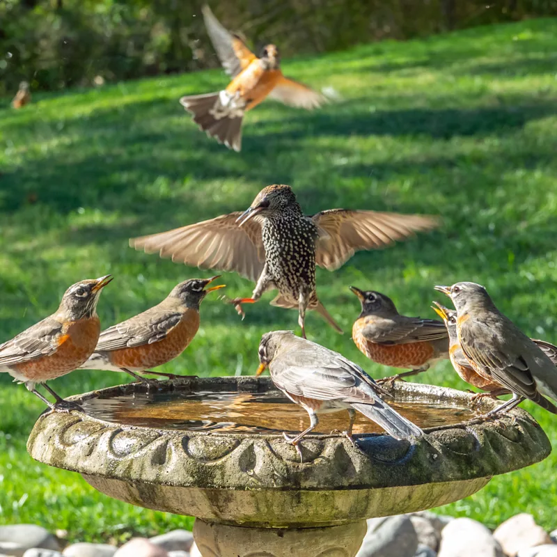 Les oiseaux dans un bain d'oiseaux.