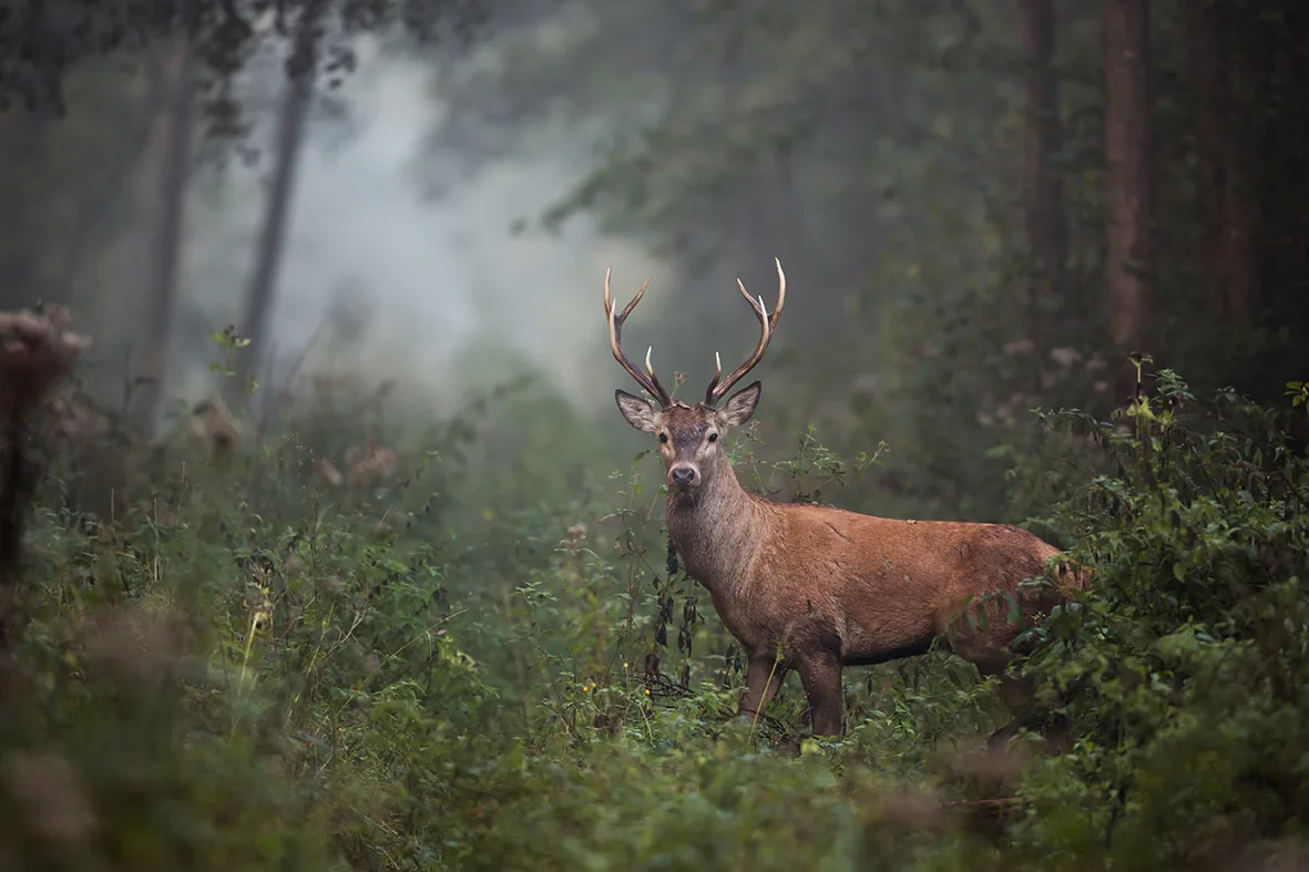 BeautiTone - Exterior Colour of the Year ECOTY 2026 Nature Deer