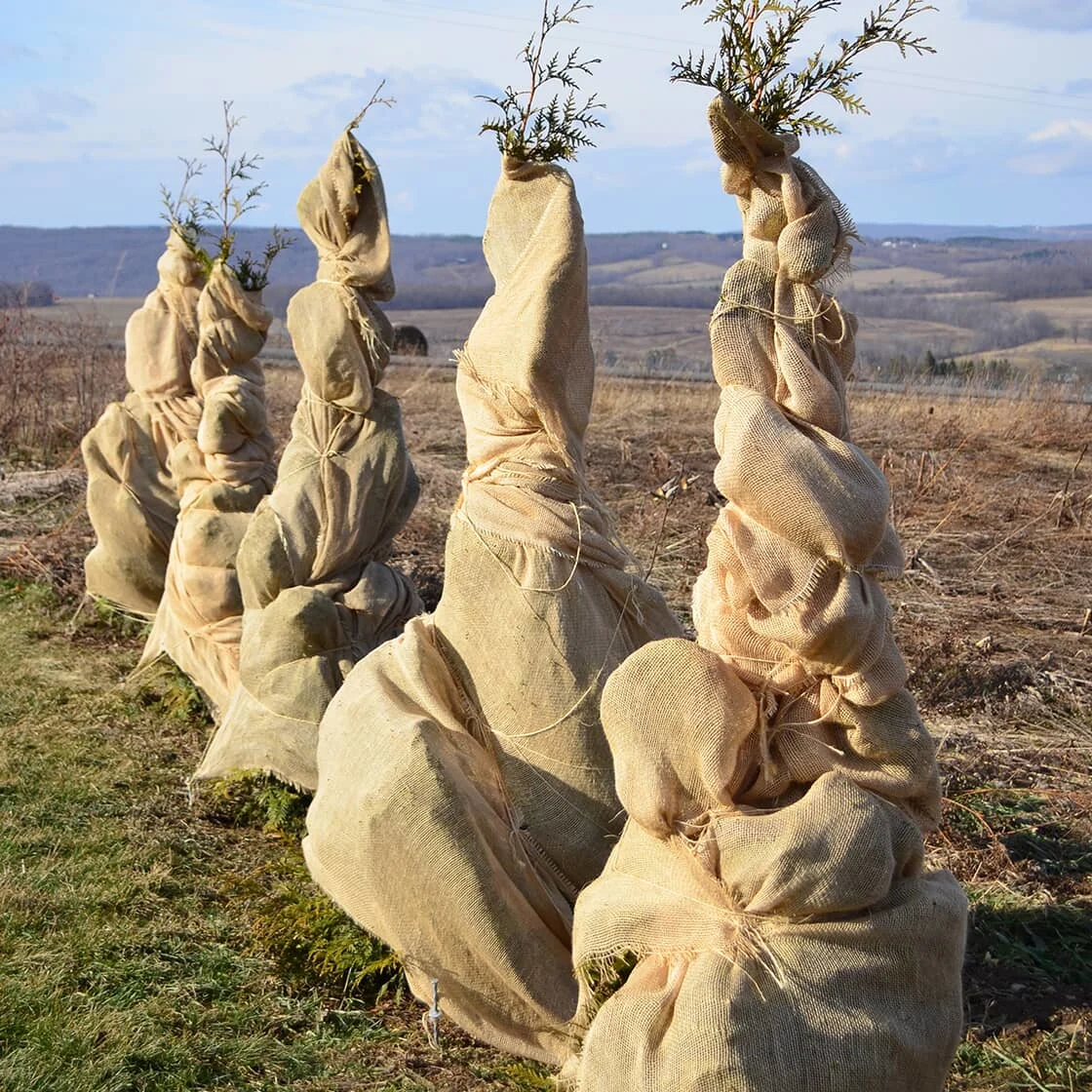 Trees covered in burlaps.