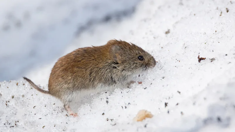 Un souri en hors dans la neige