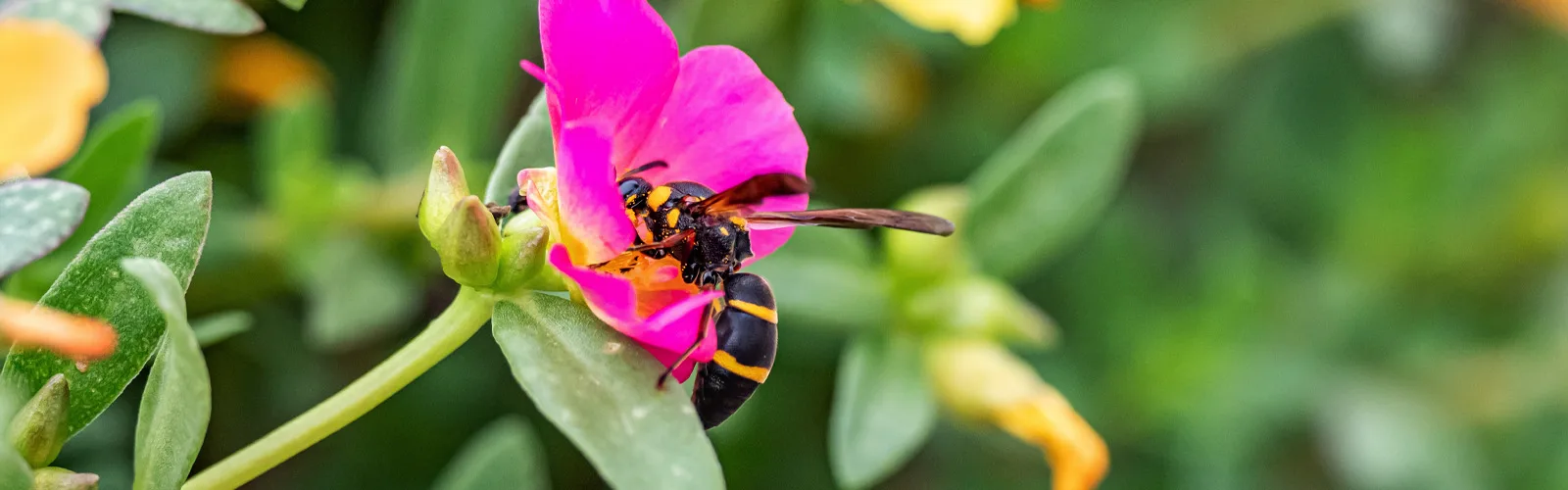 A wasp on a flower