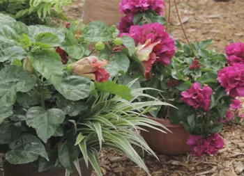 legacy asset from source