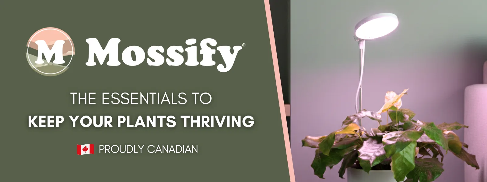 Mossify - Header Image