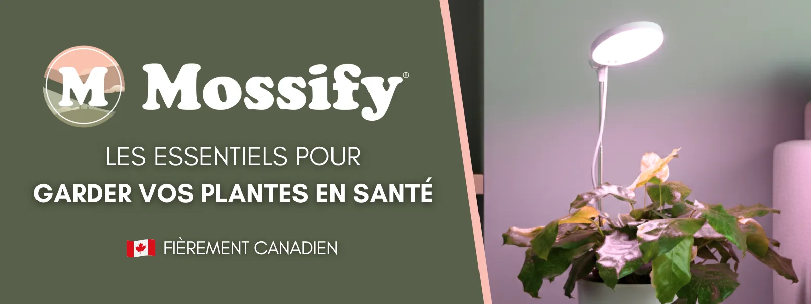 Mossify - Header Image