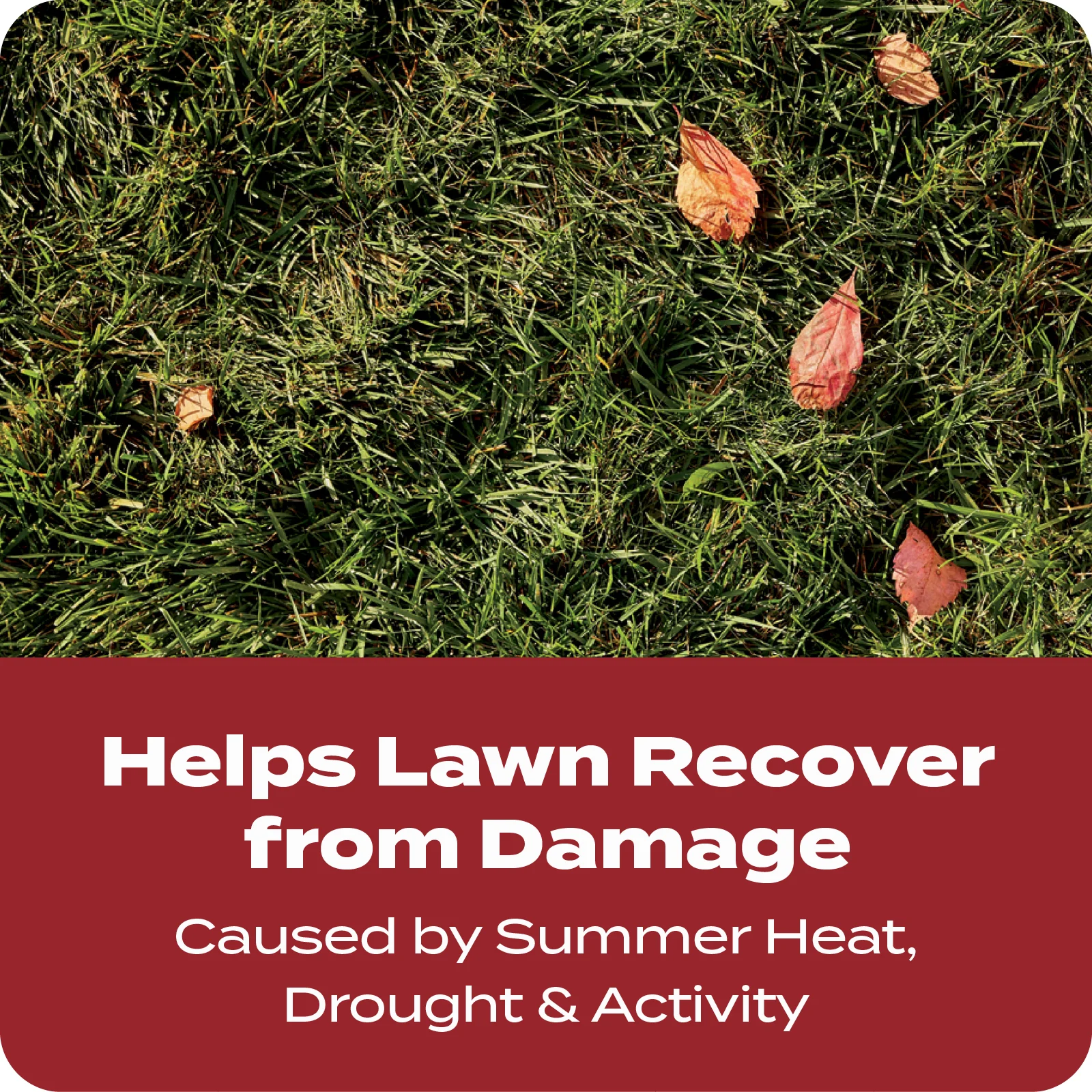 LAWN FALL FERT TILE 4 ENGLISH