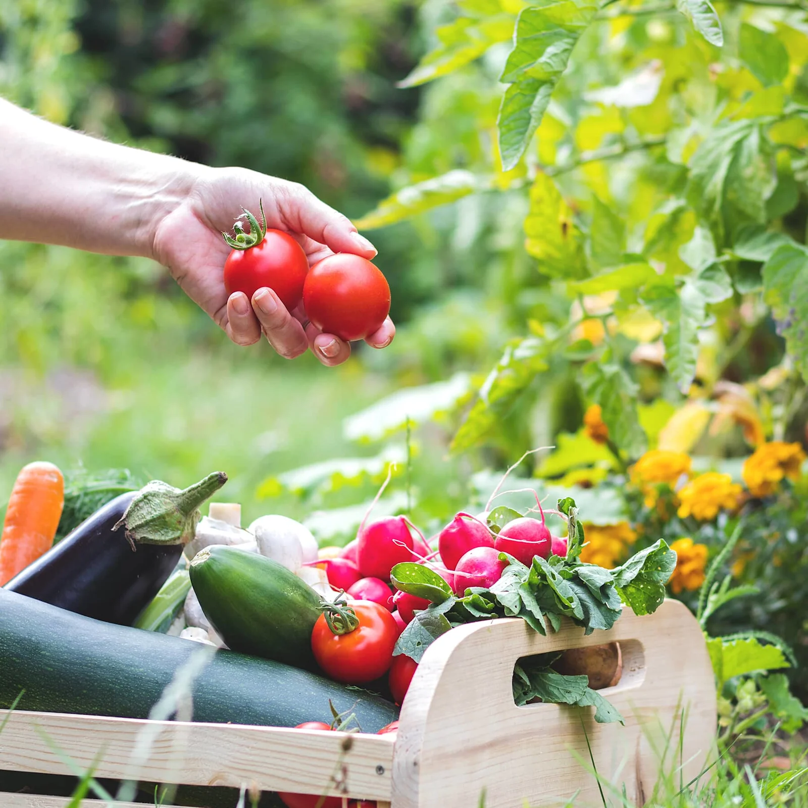 Here's How to Plant a Home Garden Full of Fresh Veggies | Home Hardware