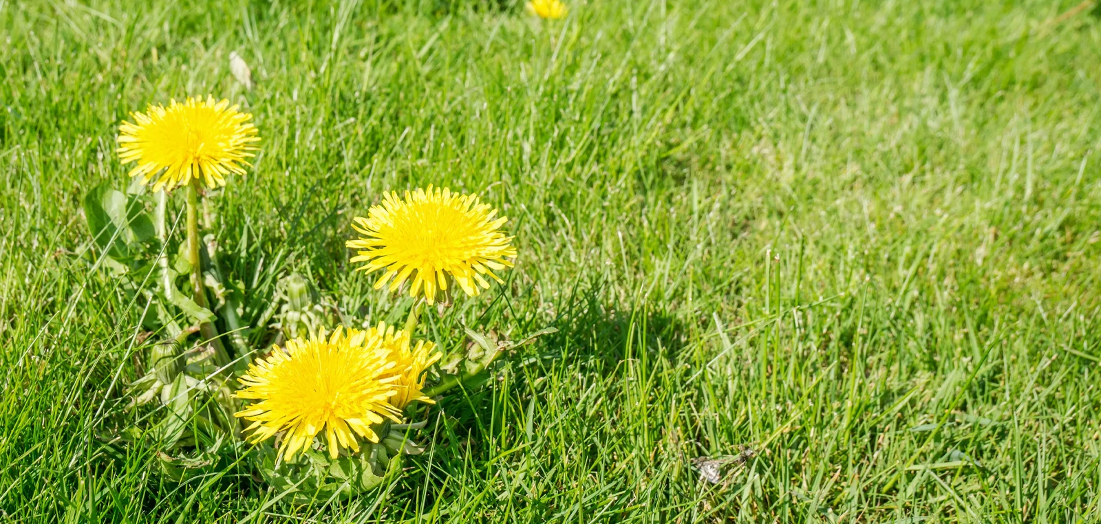 A cluster of dandelions