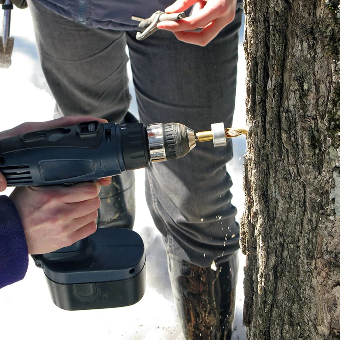 Someone drills a hole in a maple tree