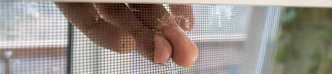 Savoir. Faire. Voici comment vous débarrasser des mouches dans votre maison.
