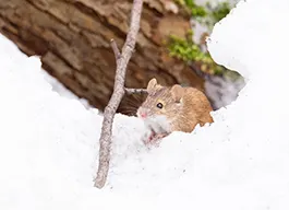 legacy asset from source