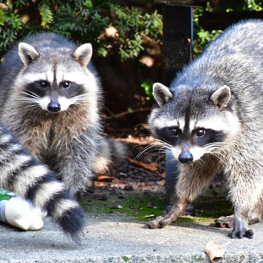 raccoons