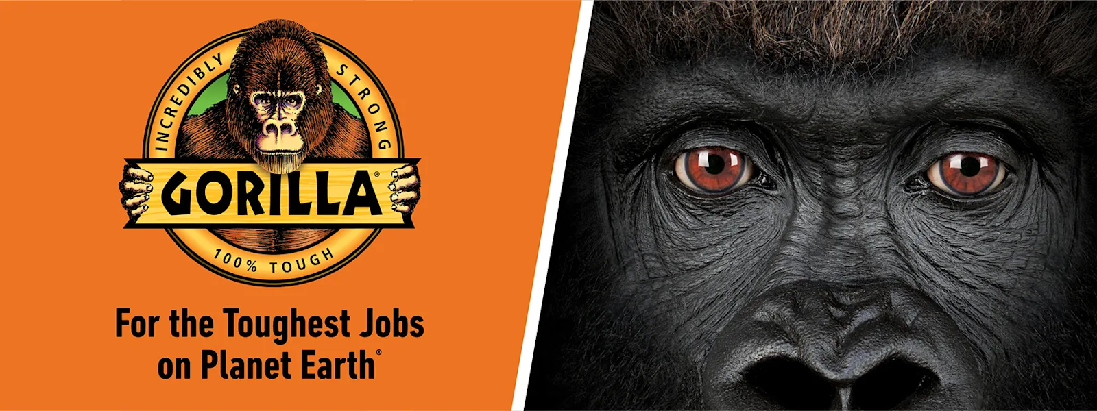 Gorilla - Header Image