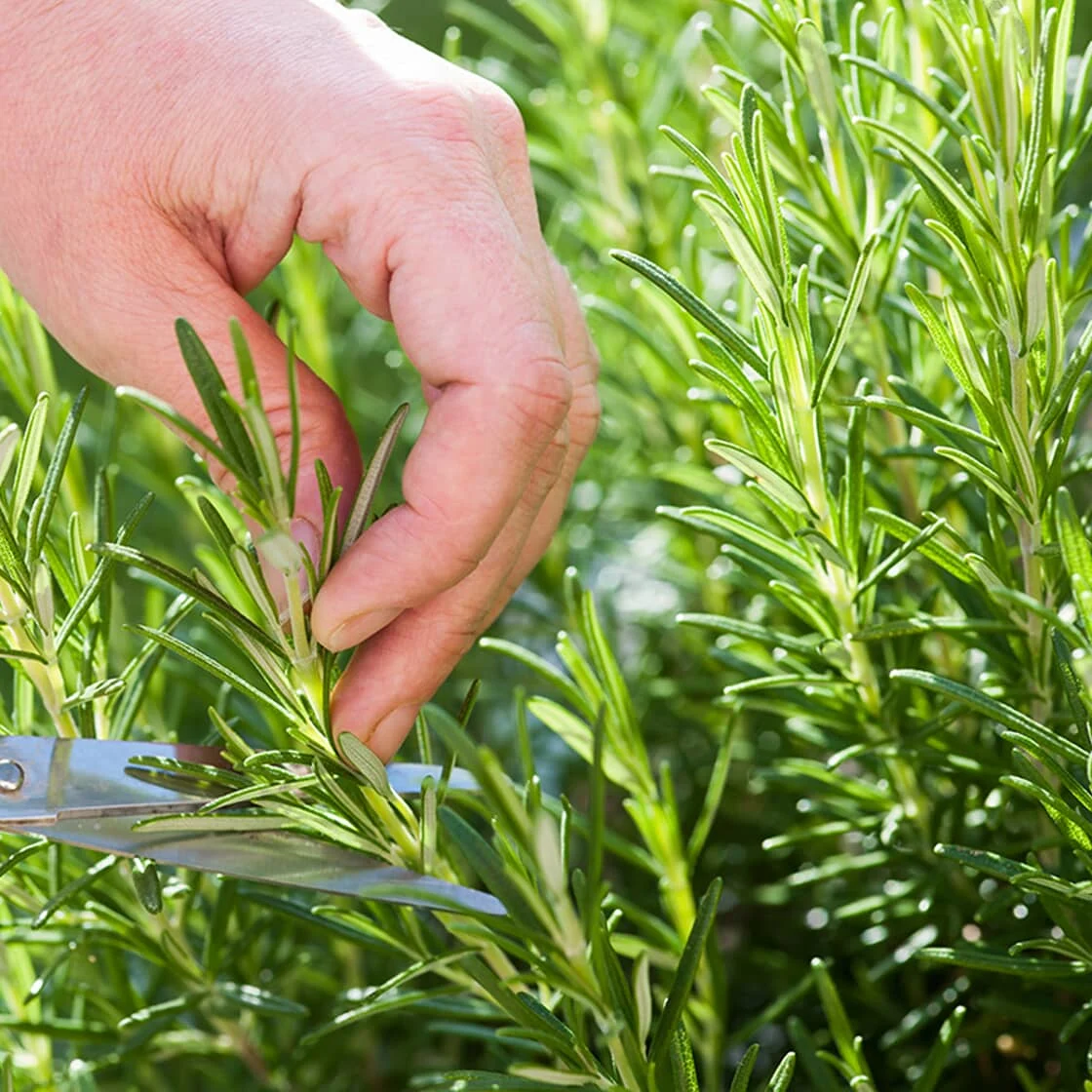 Someone clips rosemary