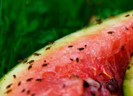 legacy asset from source