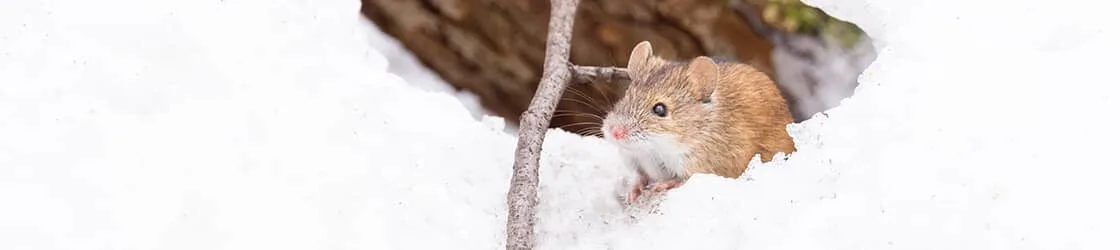 Comment protéger votre voiture des souris et des rats