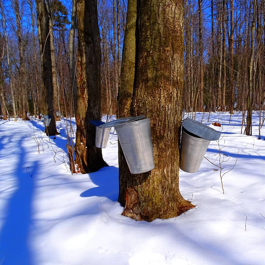 A maple tree with collection buckets
