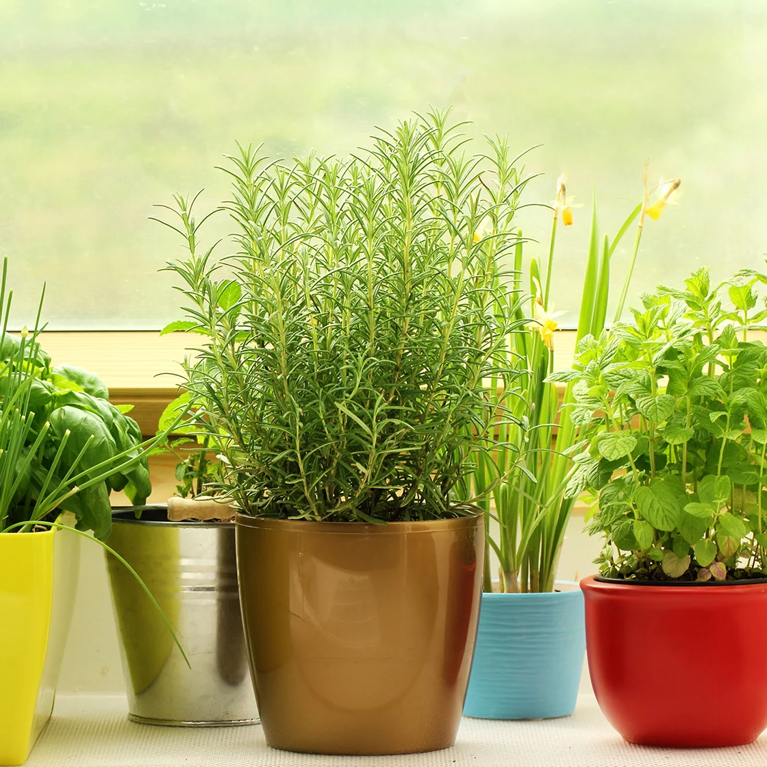 An array of potted herbs on a windowsill 1120x1120