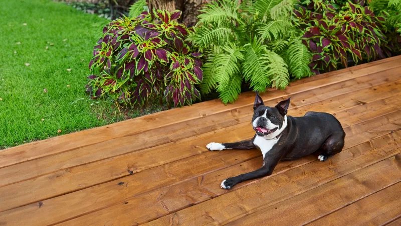 A happy dog on a stained deck