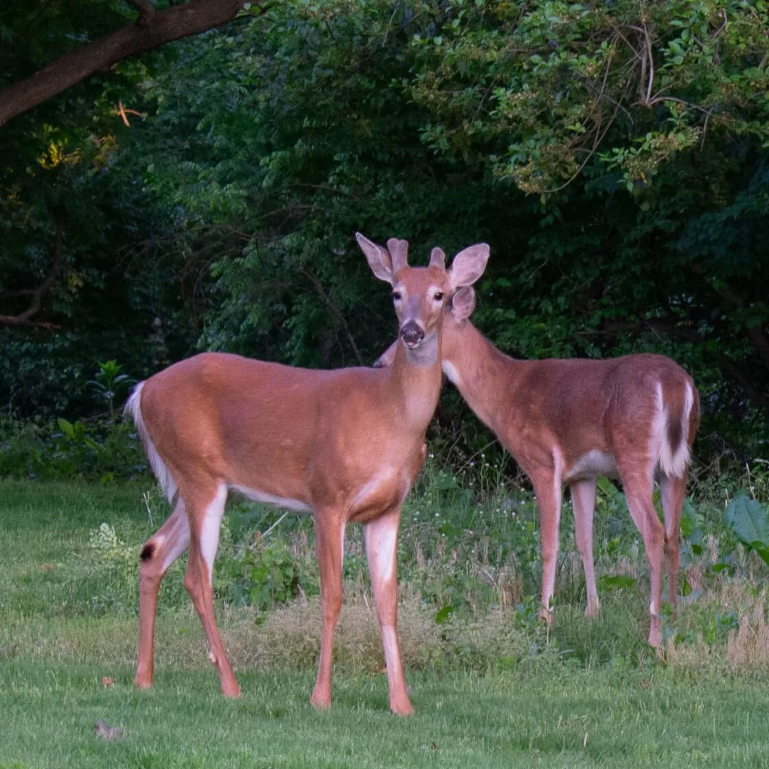 deer in backyard