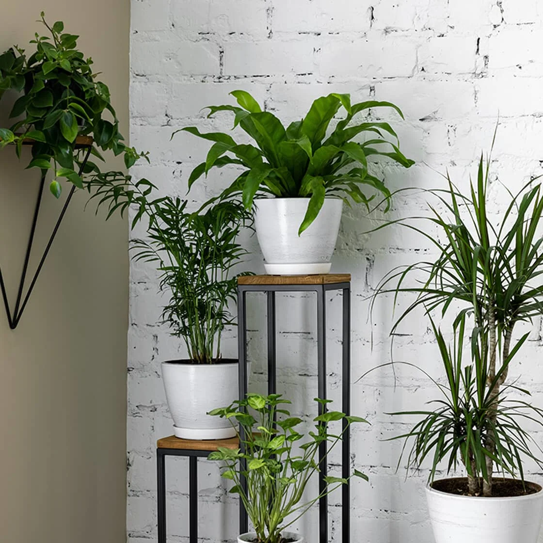 Fly-repulsive plants