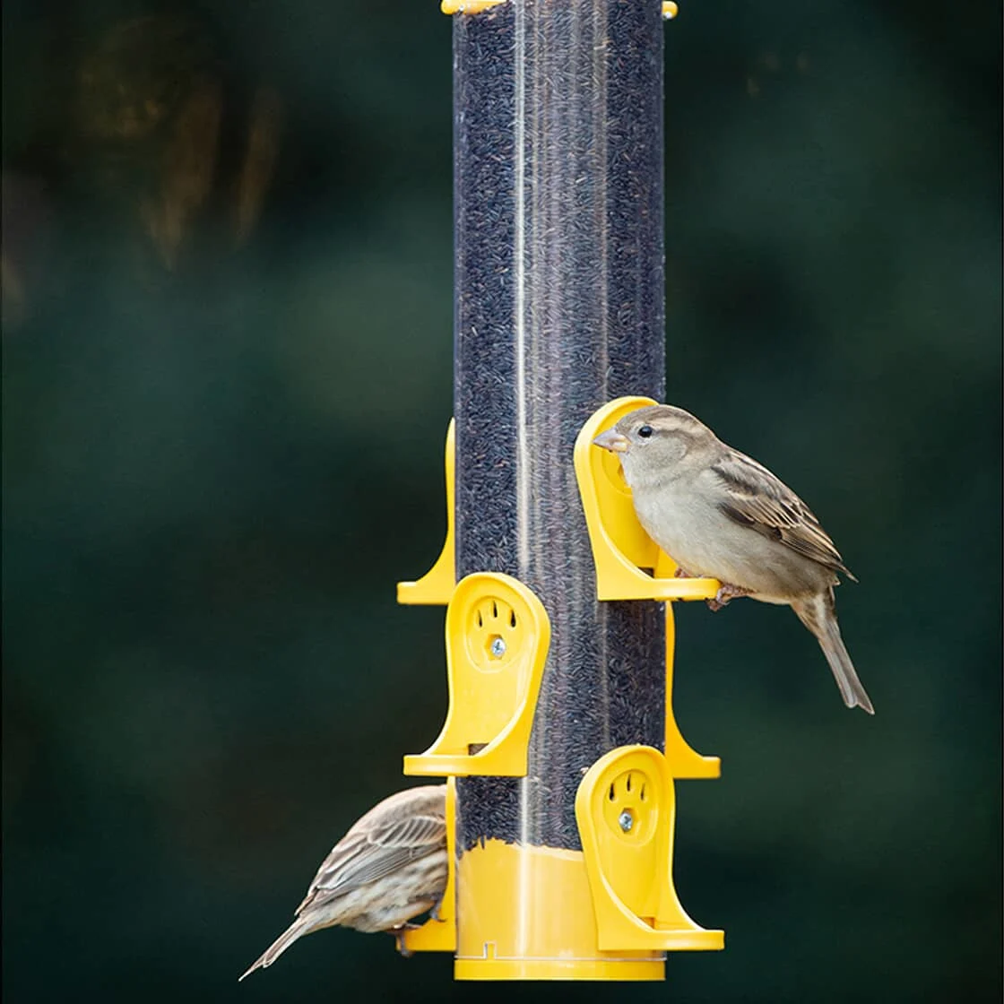 Deux oiseaux à une mangeoire