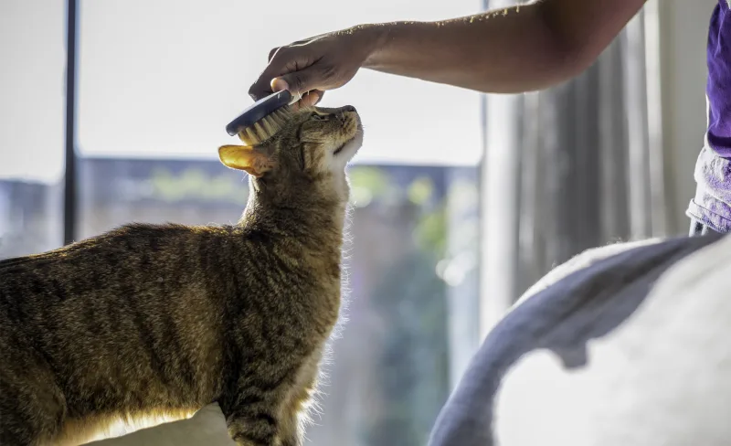 Owner grooming cat