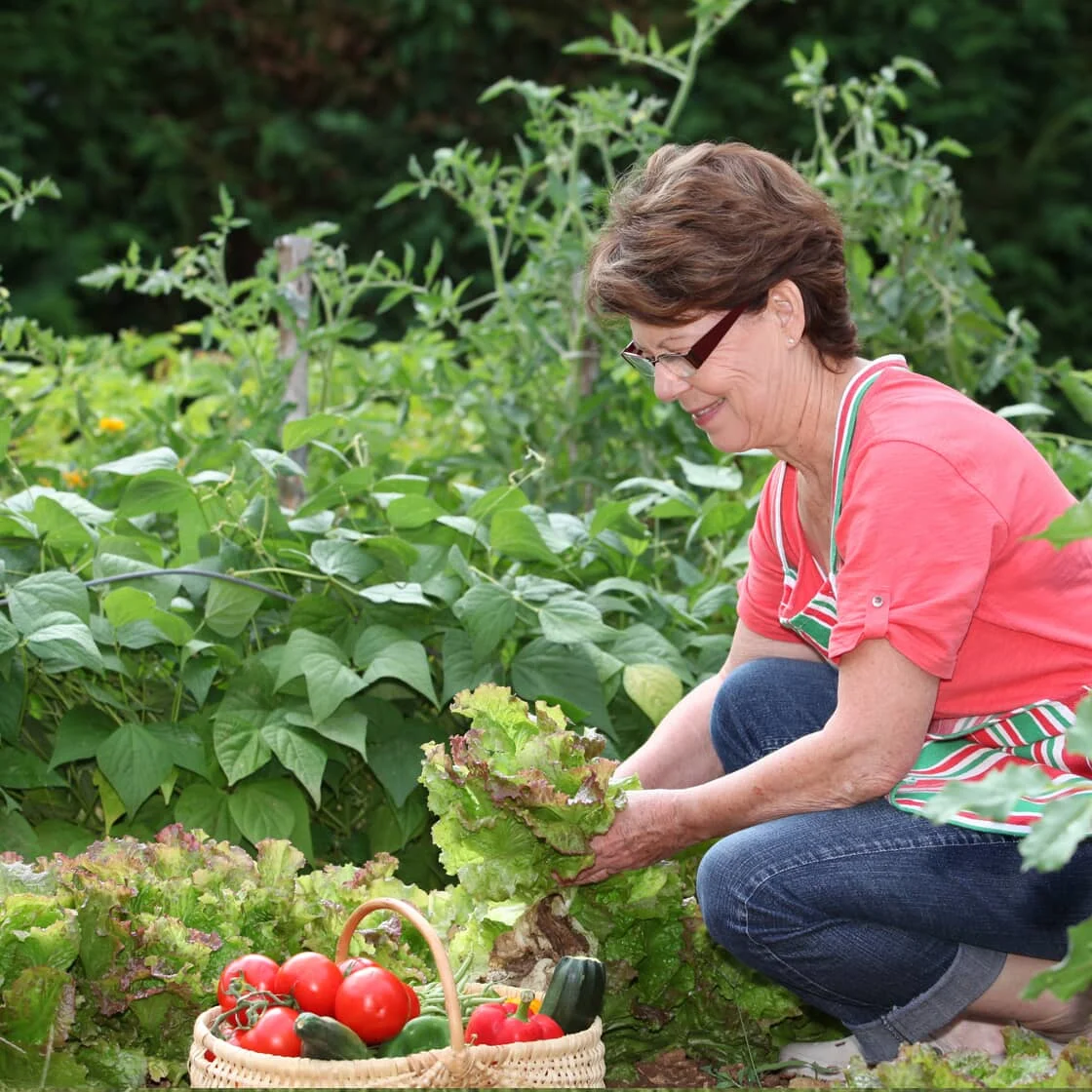 Someone harvests from the garden