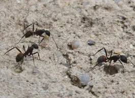 legacy asset from source