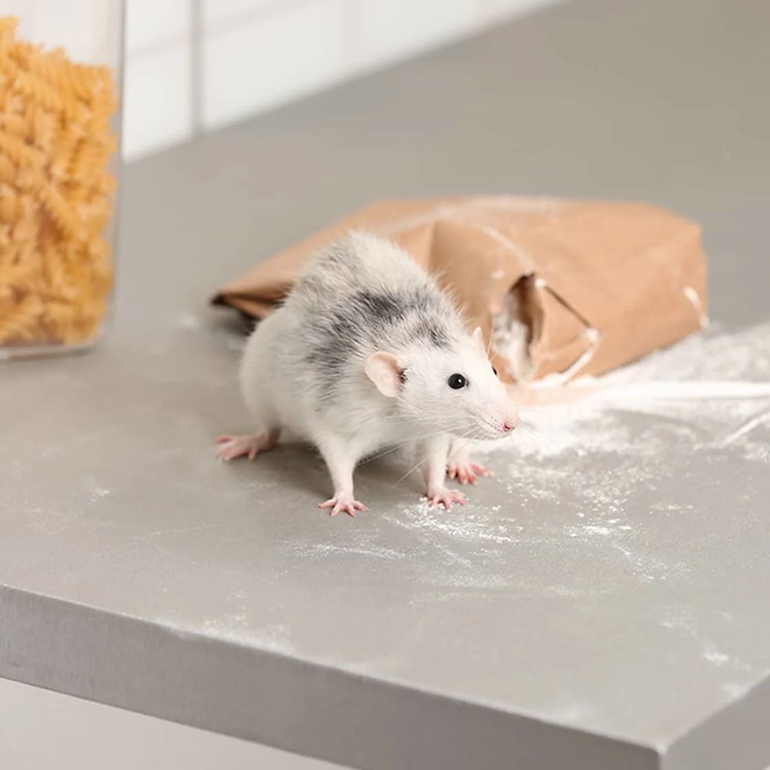 Des souris dans la maison : les moyens de remédier au problème