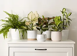 legacy asset from source