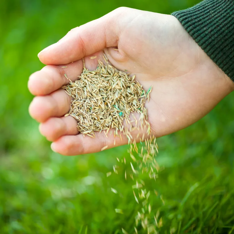A palm holding handful of grass seed