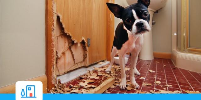 Comment l’assurance habitation peut-elle protéger des dégâts causés par vos animaux ?