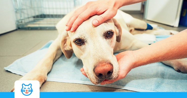 Cancer du chien : comprendre, détecter et soigner | lesfurets