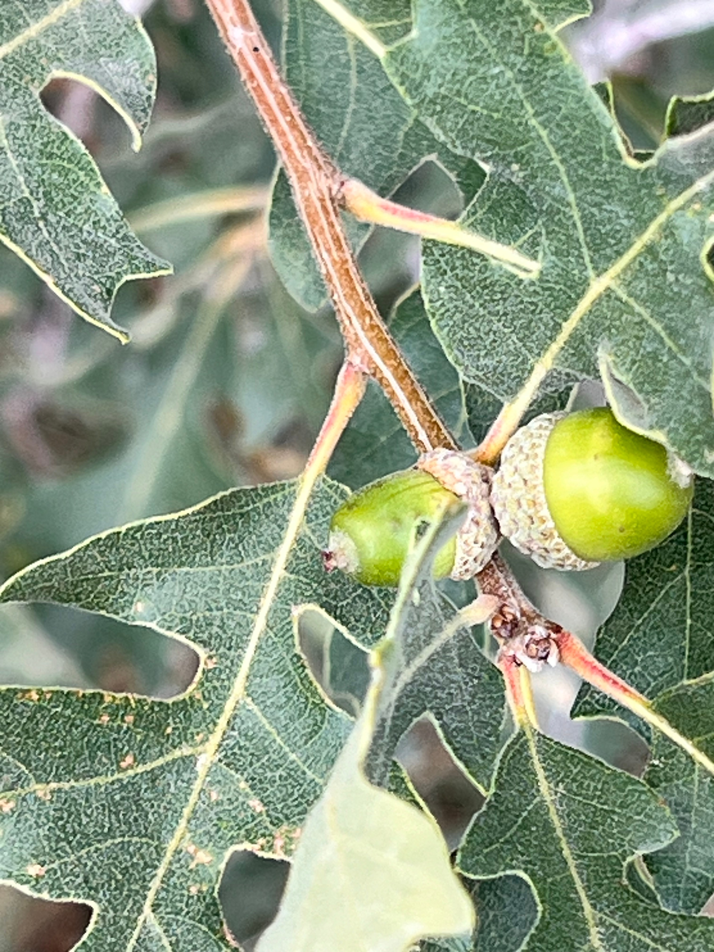 The Best Time to Prune Trees in Utah