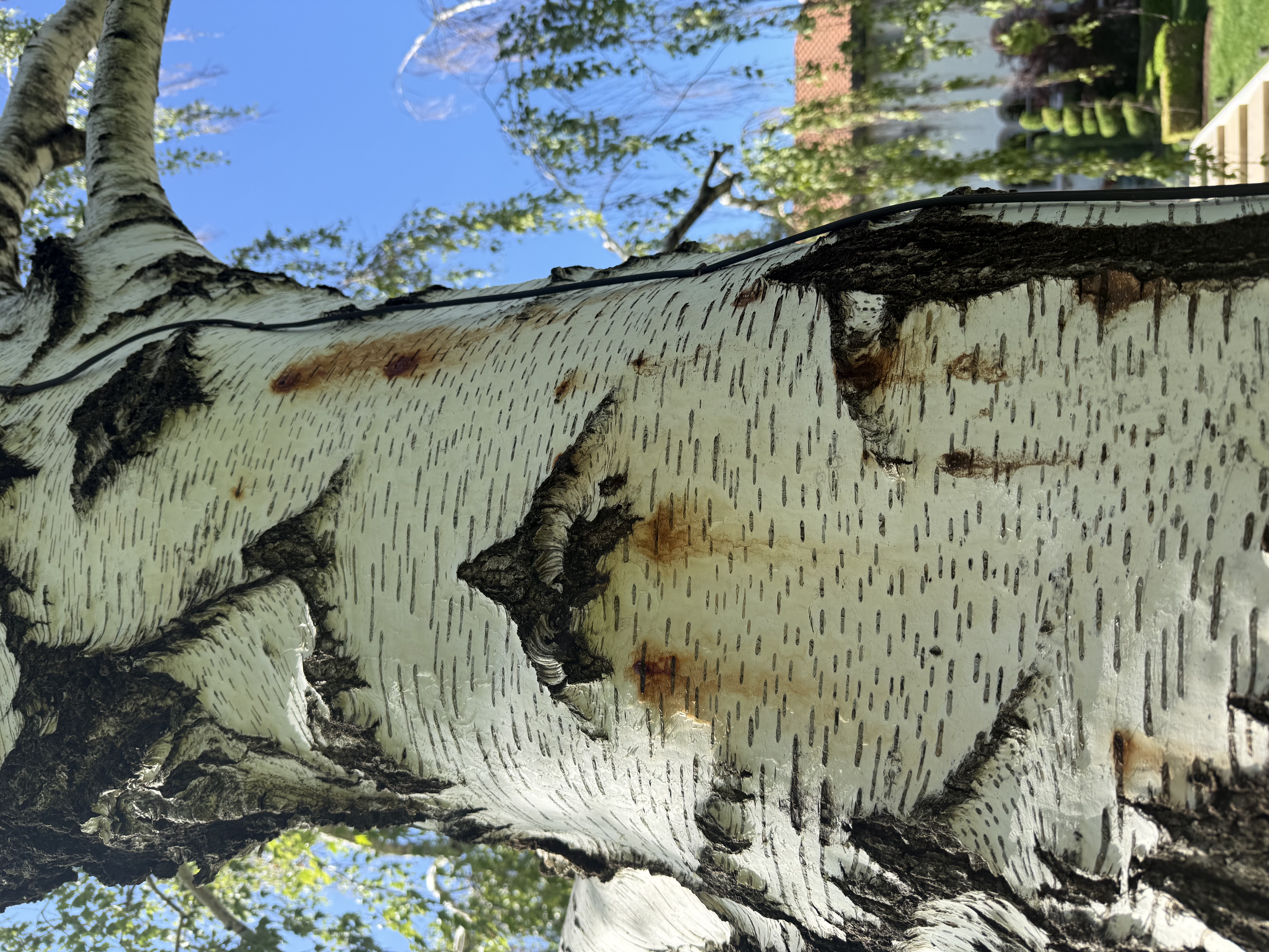 5 Warning Signs Your Tree Needs Removal