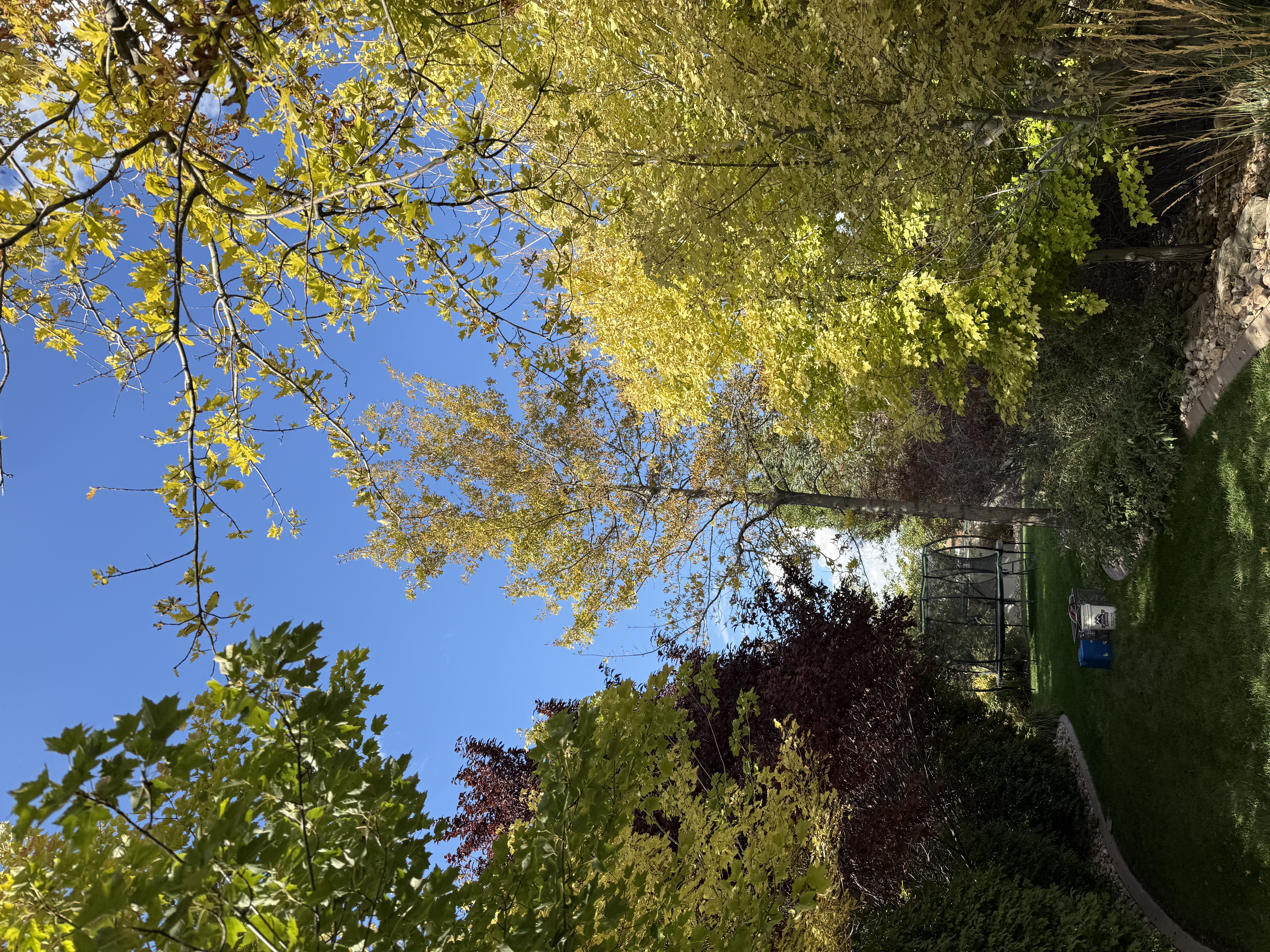 Iron Chlorosis & Leaf Yellowing Programs