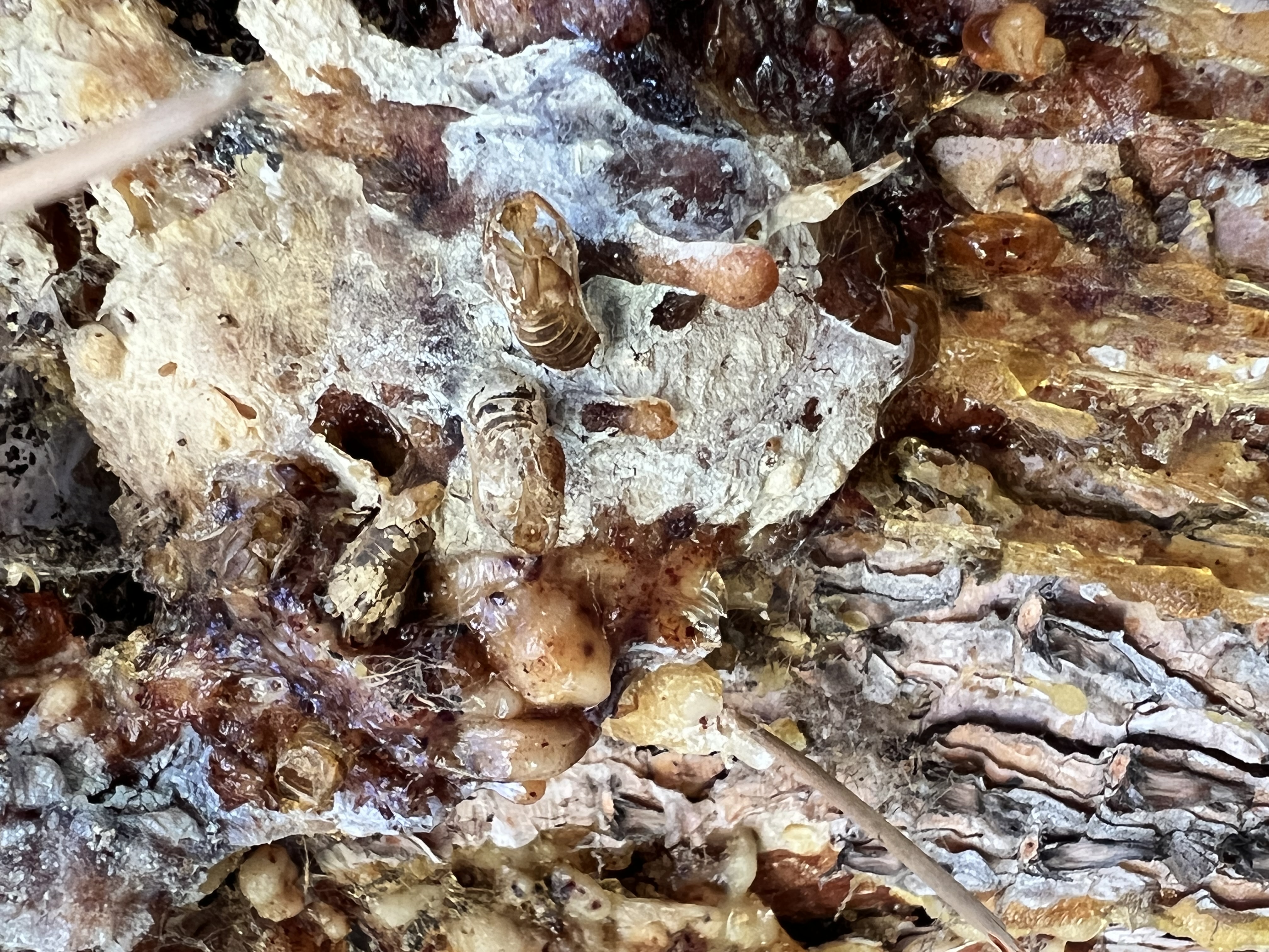 Insect & Disease Management