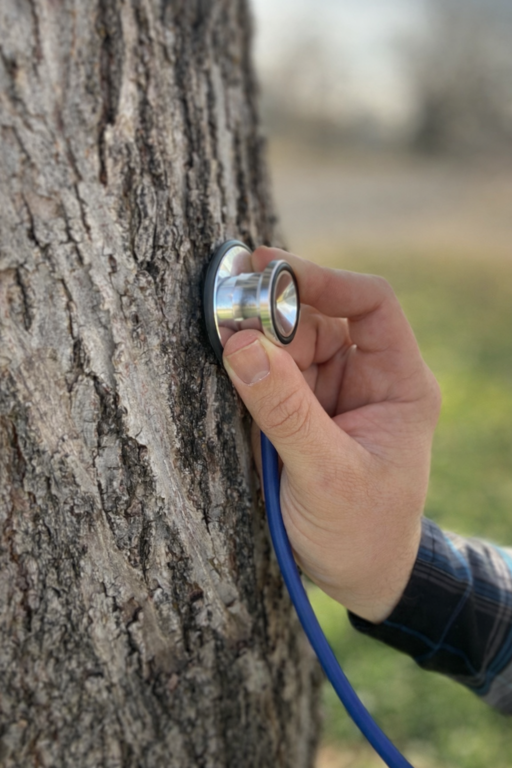Why Your Trees Need a "Tree Doctor"