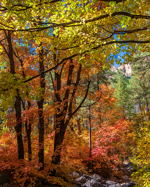 New Tree & Landscape Establishment