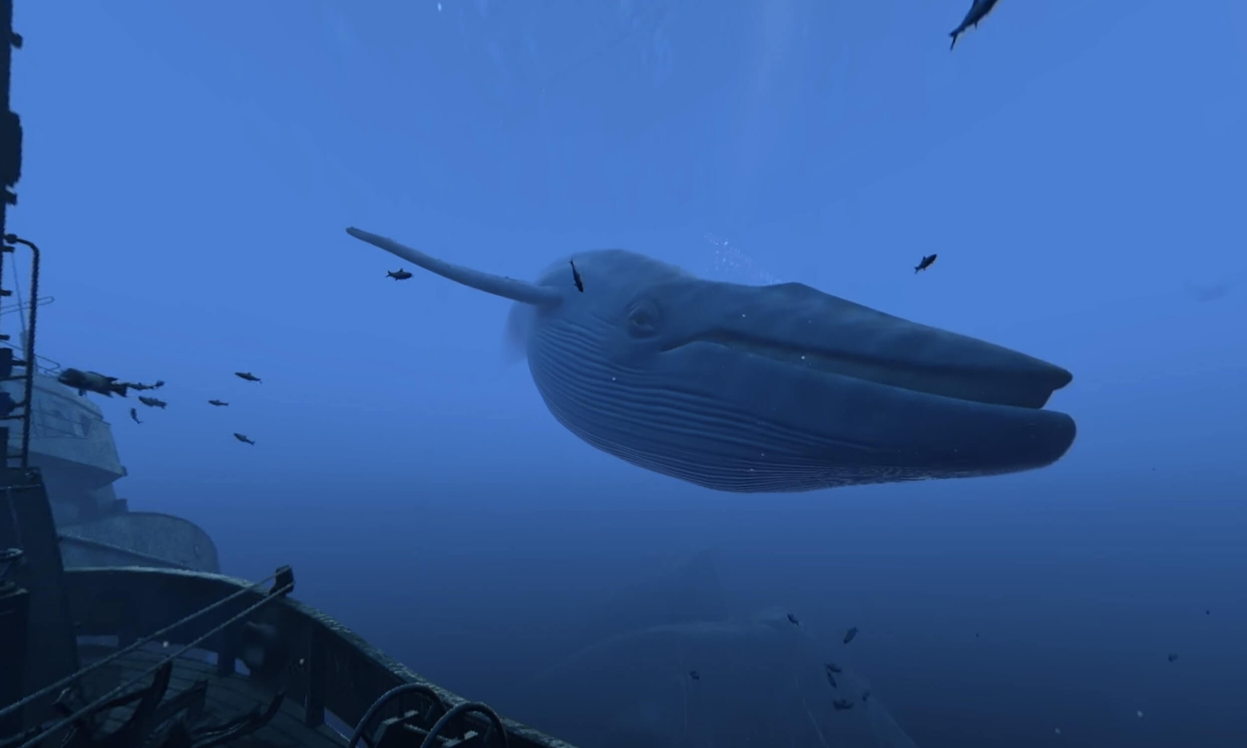 Swimming with whales in VR