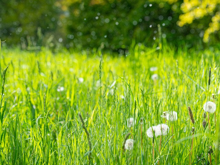 A thriving field of potential irritators