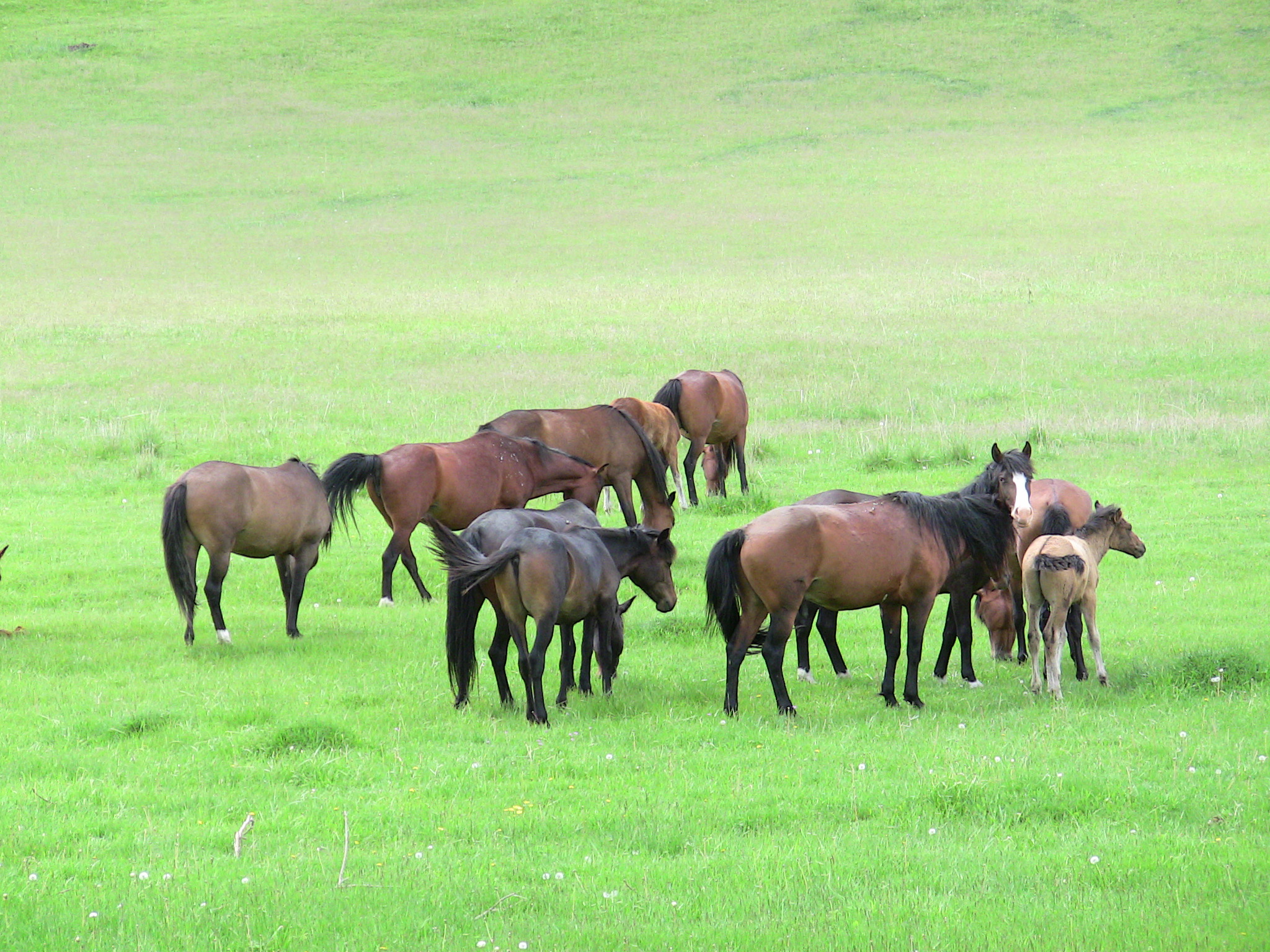 wild-horses-near-altyn-etel-national-park