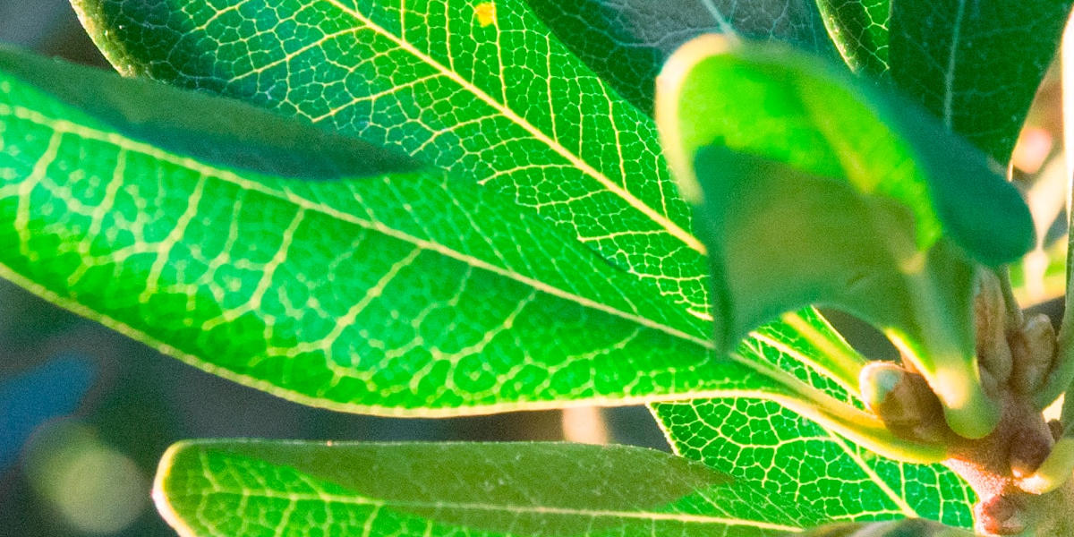 Our Spring Drive Starts Today! Classical KDFC