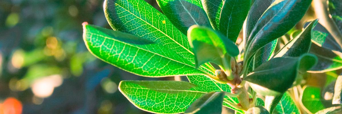 Our Spring Drive Starts Today! Classical KDFC