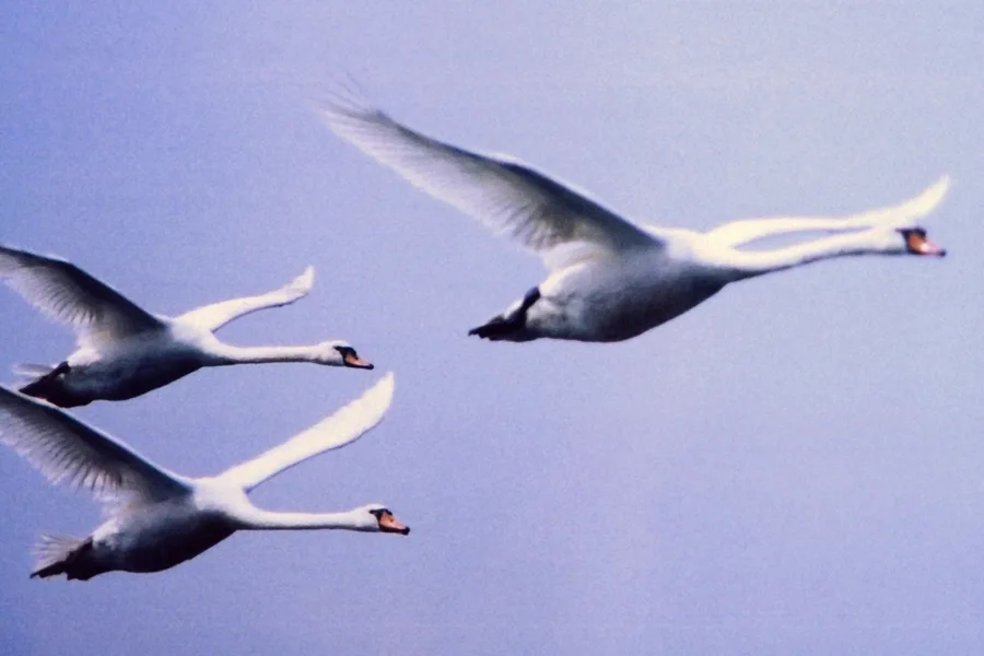 Sibelius’s Sixteen Swans - Classical California
