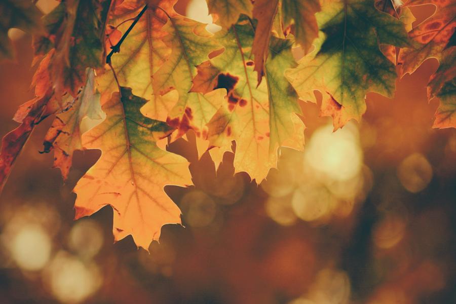 A playlist to celebrate all things fall classical kusc