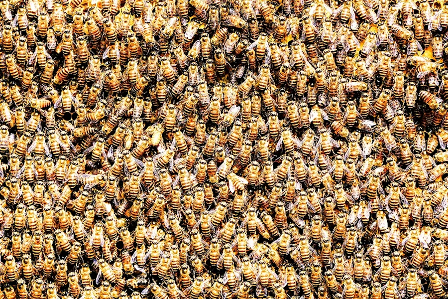 What’s the Buzz? 20,000 Bees Find Home in a Cello - Classical California