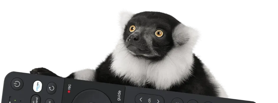 Wide-eyed black and white lemur holds a remote to unlock the ultimate entertainment experience on Optik TV.